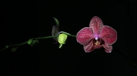 orchidej