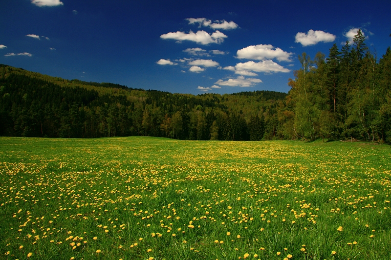 ŠUMAVSKÁ LOUKA - Hanka Kučerová