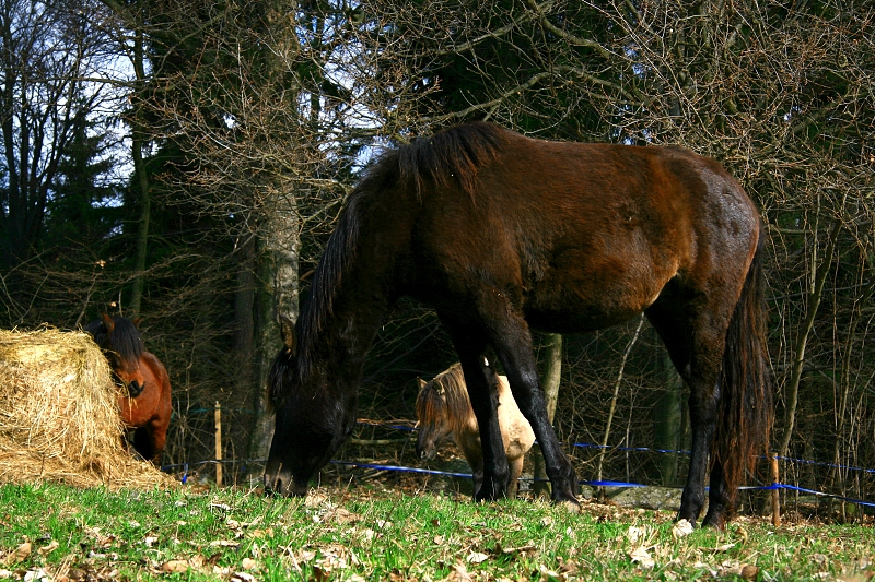 PŘEVTĚLENÝ ČERT - Hanka Kučerová